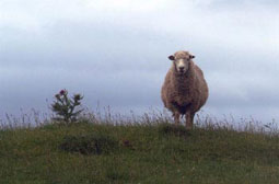 In Neuseeland gibt es mehr Schafe als Menschen